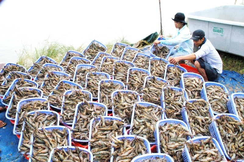 After 5 years of implementing free trade agreements, businesses have proactively and flexibly adapted to changes in export markets. Photo: Minh Tu